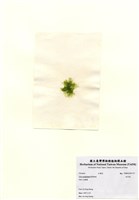 藏品(牡丹菜)的圖片